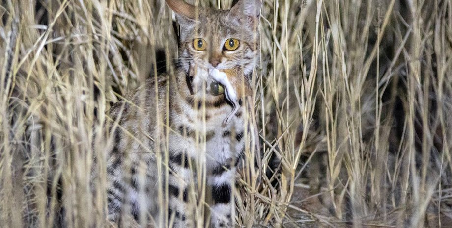 самая смертоносная кошка