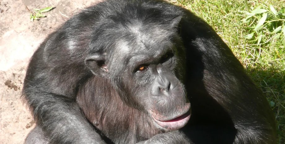 сантино шимпанзе