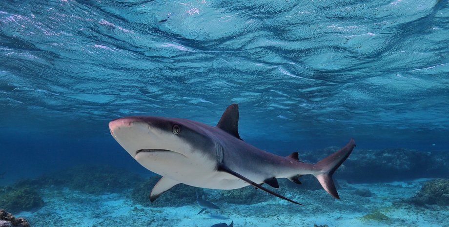 большая белая акула кости