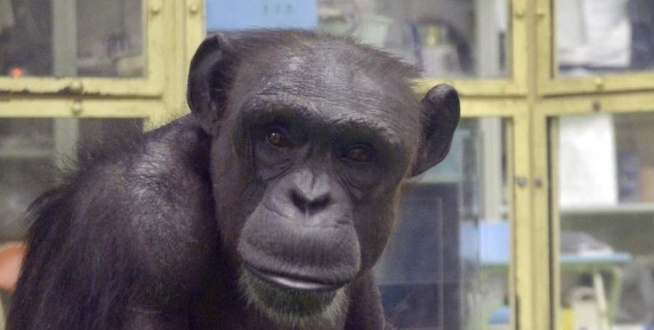 Шимпанзе Аи