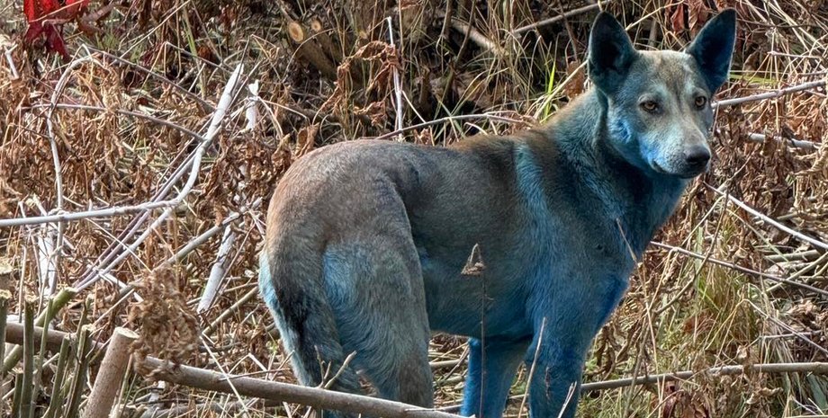 синяя собака чернобыль