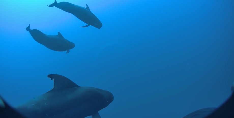 короткоплавниковые гринды океан