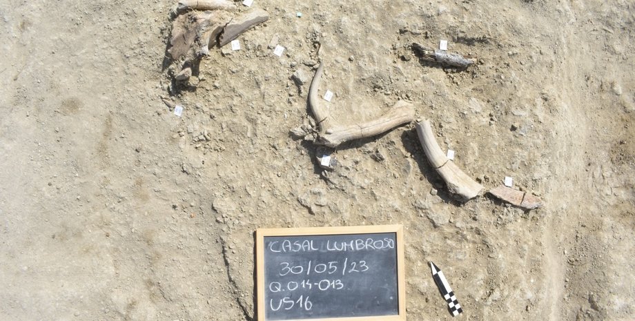 древний слон, останки слона, слон с прямыми бивнями