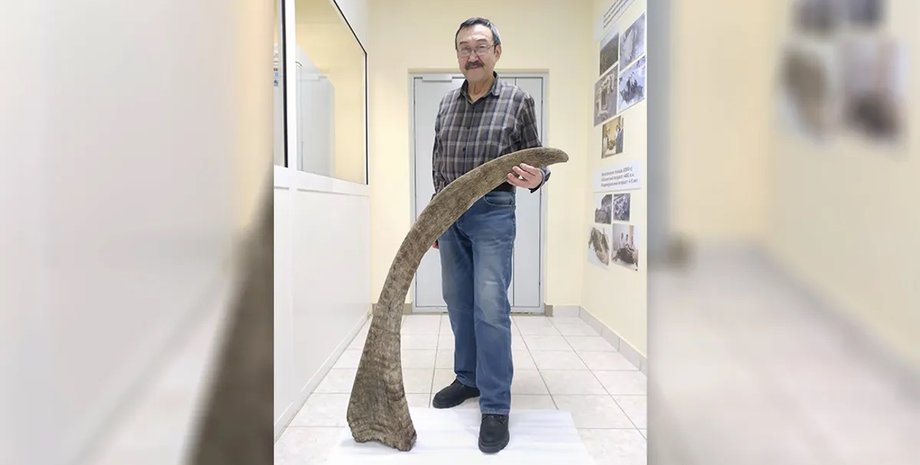 рог шерстистого носорога