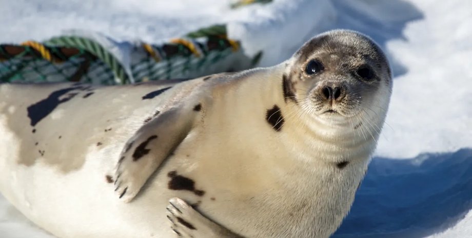 тюлени хлопают ластами
