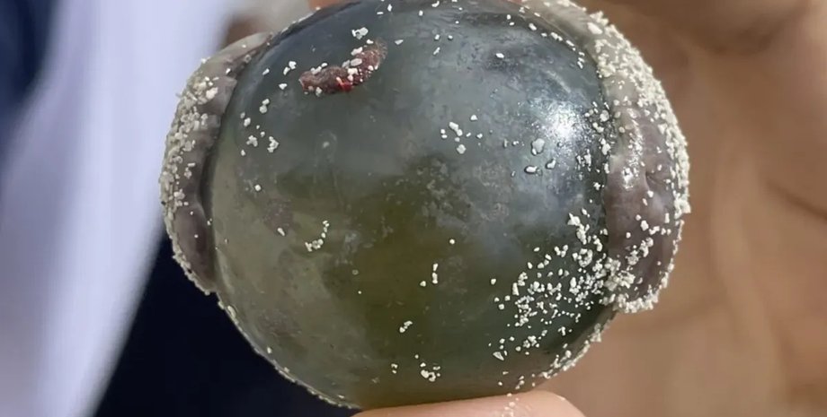 глазное яблоко моряка водоросли