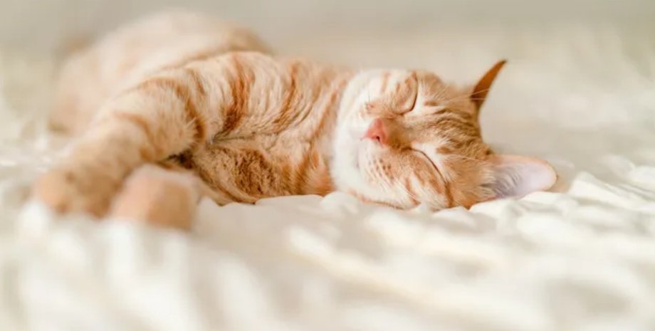 кошка, домашние кошки, одомашнивание кошек