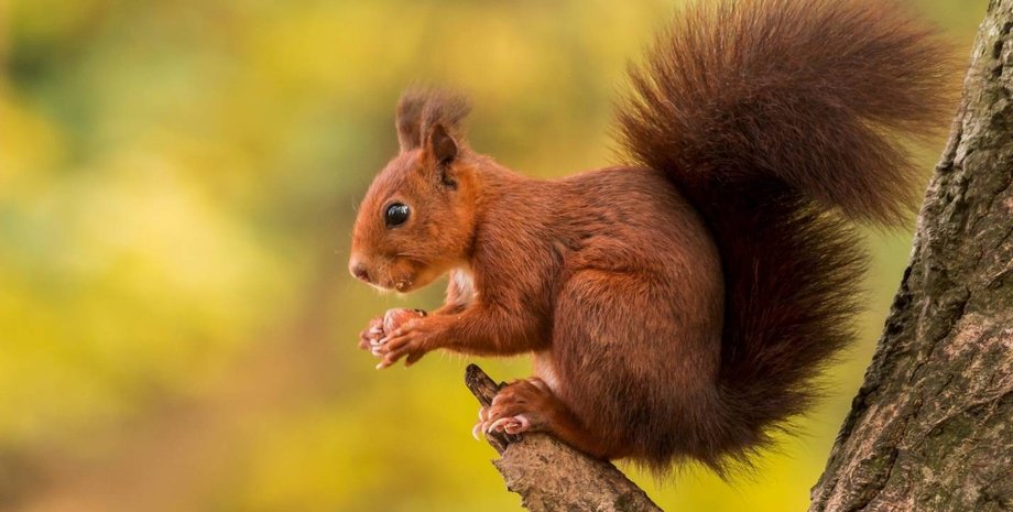 запасы белки