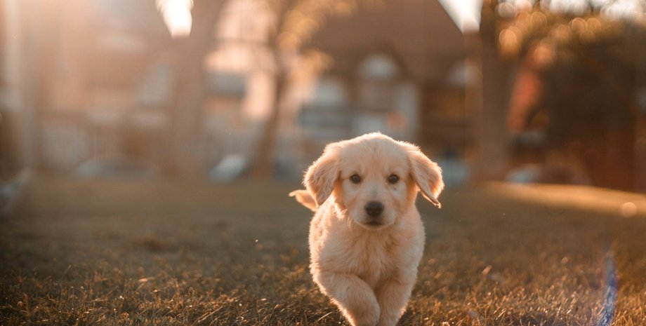 собака, животные