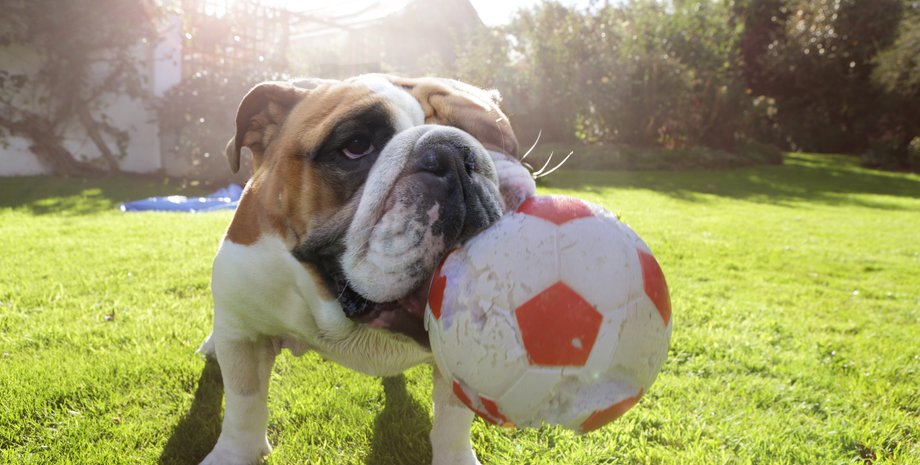 собака, говорящая собака, собаки разговаривают