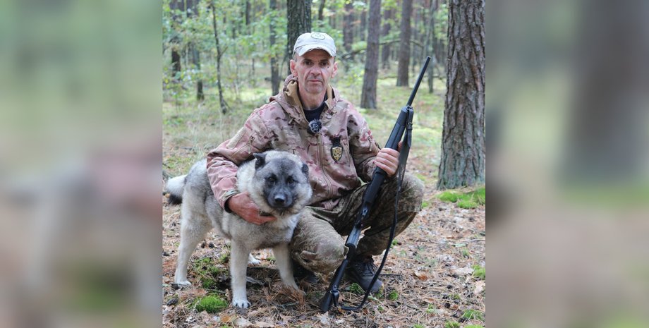 Норвежские элькхунды восстанавливают древнюю охотничью традицию