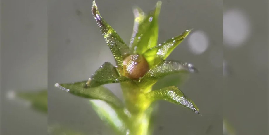 спорофит мох