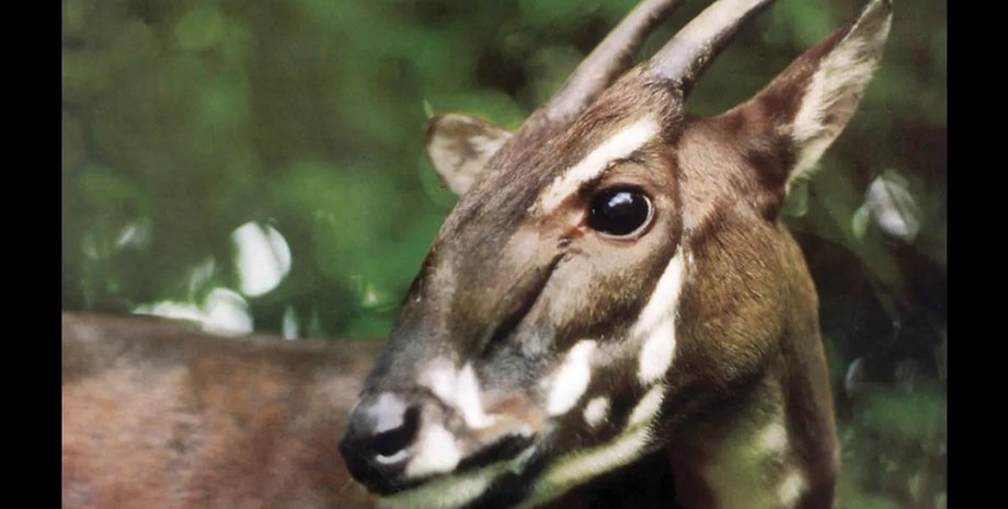 саола азиатский единорог