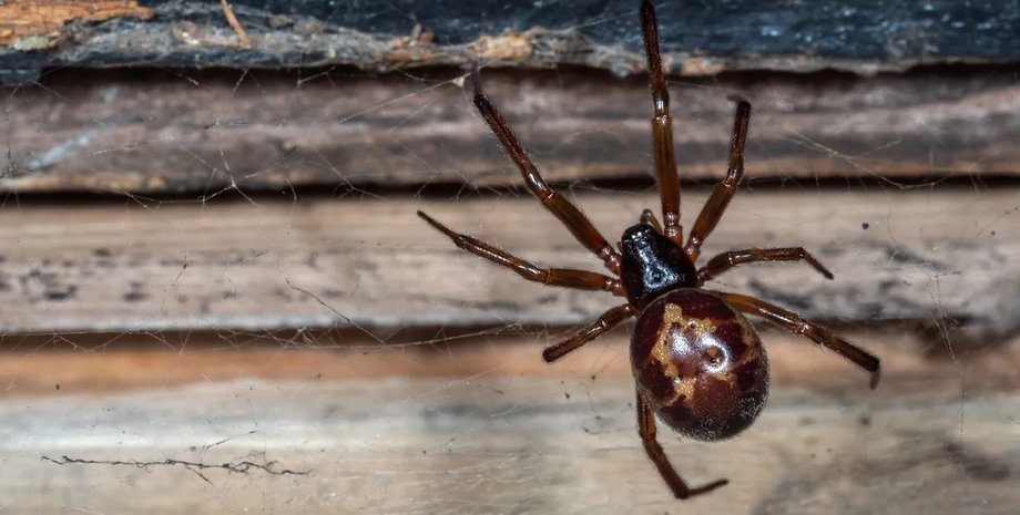 ложная благородная вдова