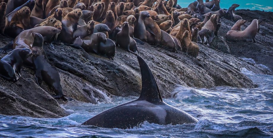 косатка на охоте