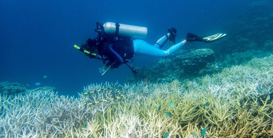 оценка кораллового рифу