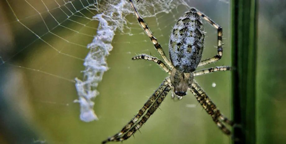 пауки паутина