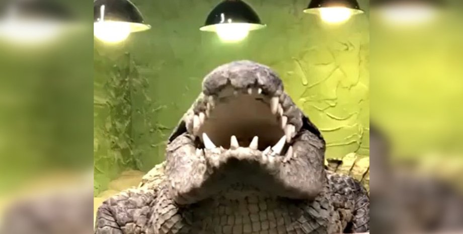 крокодил, язык крокодилов, рептилии