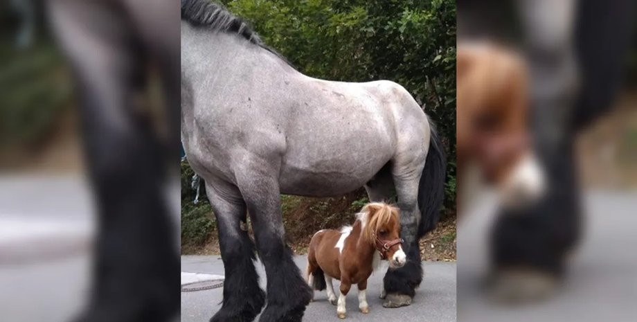 Пумакел лошадь