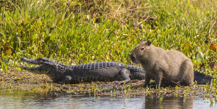 крокодил и капибара