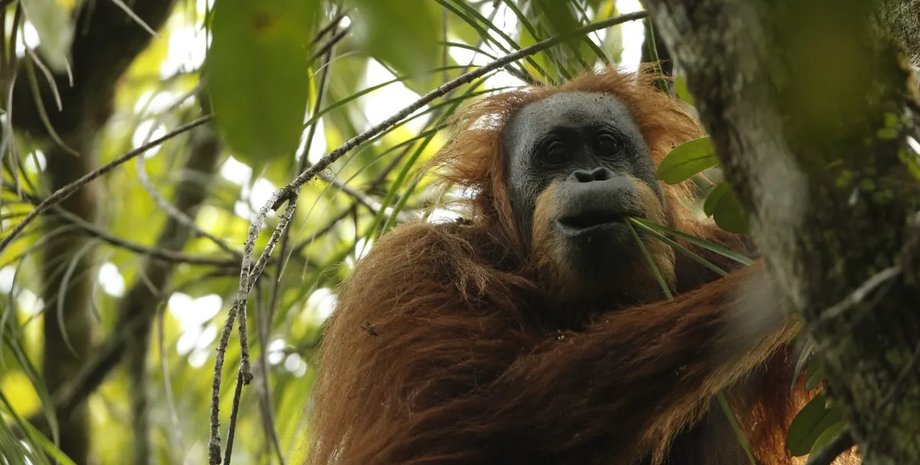 орангутан тапанули