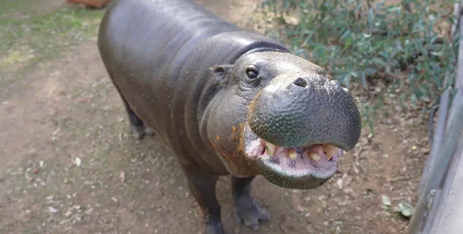 карликовый бегемот Ханна Ширли