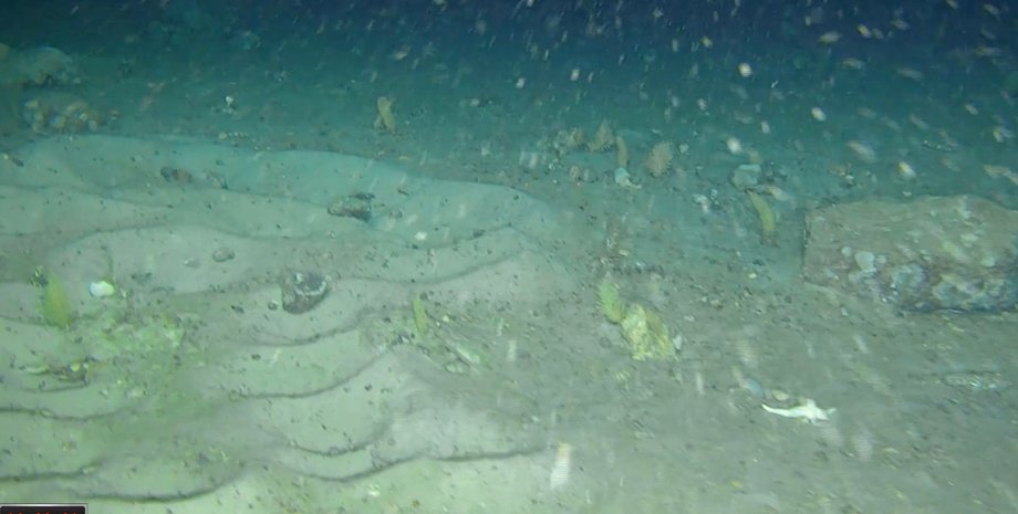 ледяные рыбы гнезда