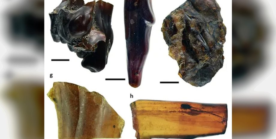 янтарь, насекомые, смола