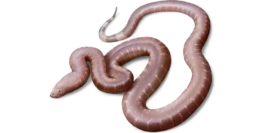 Ученые нашли неизвестный вид змей