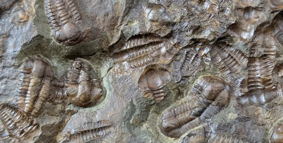 кембрий, кембрийский период, окаменелости