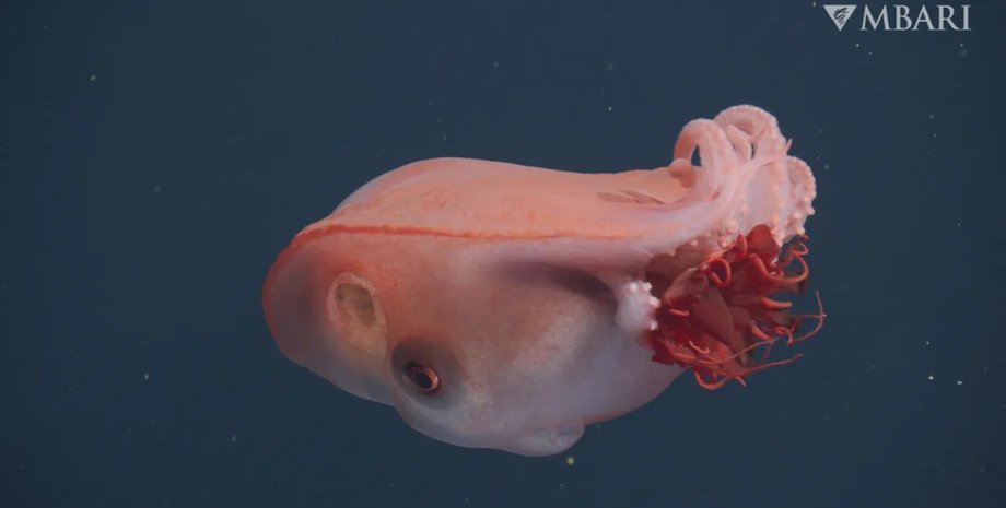 семирукий осьминог